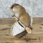 canoeing muskrat novelty mount for sale 31538 the taxidermy store.jpeg