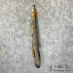 grey fox tanned hide for sale 30958 the taxidermy store.jpeg