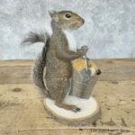 grey squirrel novelty mount for sale 30587 the taxidermy store.jpeg