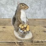 grey squirrel novelty mount for sale 30590 the taxidermy store.jpeg
