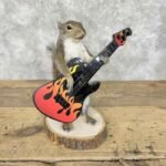 grey squirrel novelty mount for sale 30601 the taxidermy store.jpeg