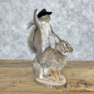 novelty grey squirrel rabbit mount for sale 28653 the taxidermy store.jpeg