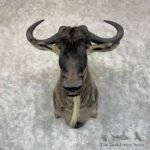 white bearded wildebeest shoulder mount for sale 31350 the taxidermy store.jpeg