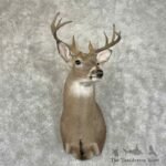 whitetail deer shoulder mount for sale 31495 the taxidermy store.jpeg
