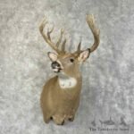 whitetail deer shoulder mount for sale 31496 the taxidermy store.jpeg