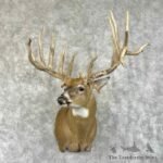 whitetail deer shoulder mount for sale 31497 the taxidermy store 1.jpeg